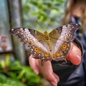 Dubai Butterfly Garden Ticket