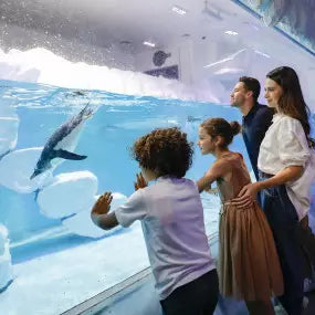 Dubai Aquarium and Underwater Zoo At Dubai Mall