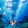 Dubai Aquarium and Underwater Zoo At Dubai Mall