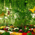 Dubai Butterfly Garden Ticket