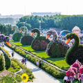 Dubai Miracle Garden Ticket