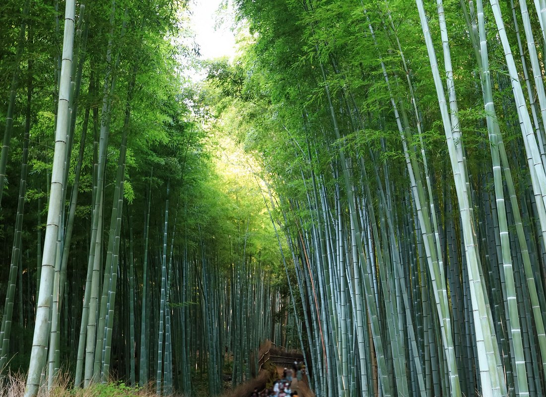 From Kyoto / Osaka: Kyoto Must-see Spots & Nara Park One Day Tour