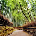 From Osaka/Kyoto: Kyoto & Nara Day Trip with Optional Lunch