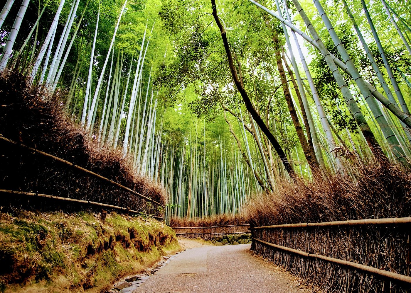 From Osaka/Kyoto: Kyoto & Nara Day Trip with Optional Lunch