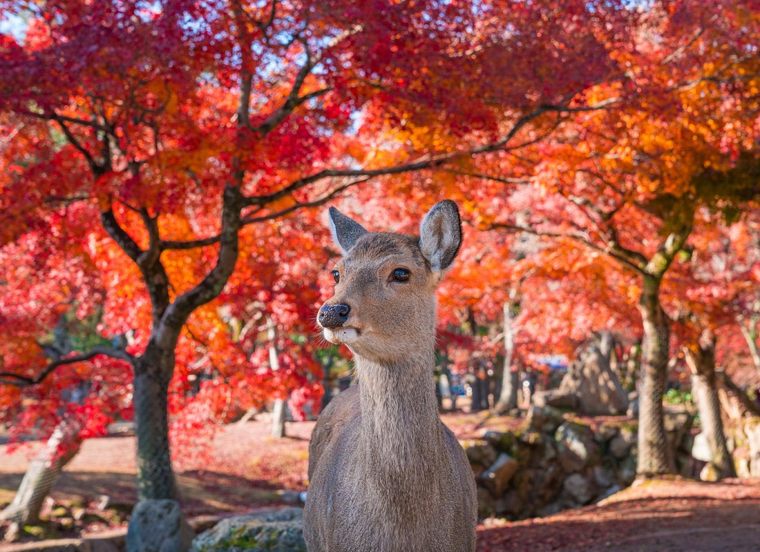 From Osaka/Kyoto: Kyoto & Nara Day Trip with Optional Lunch