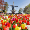 Amsterdam: Keukenhof, Zaanse Schans Windmills, Cheese Guided Tour