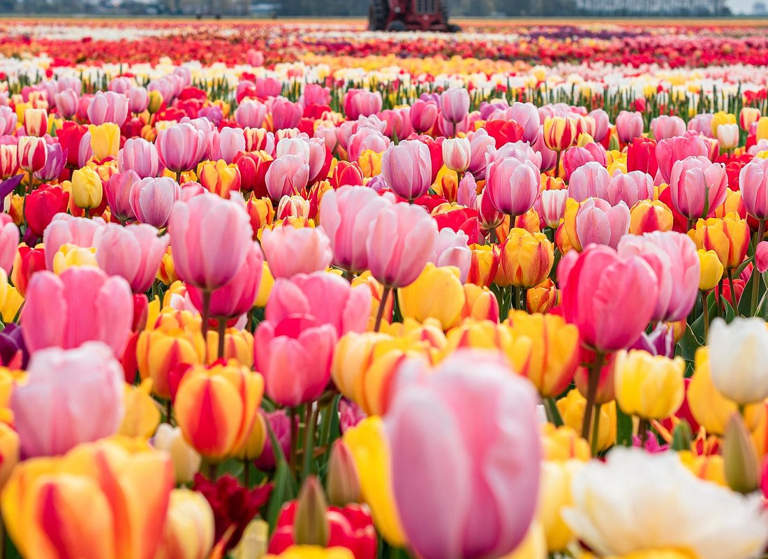 Private Tulip Fields, Windmills and Cheese Tour from Amsterdam