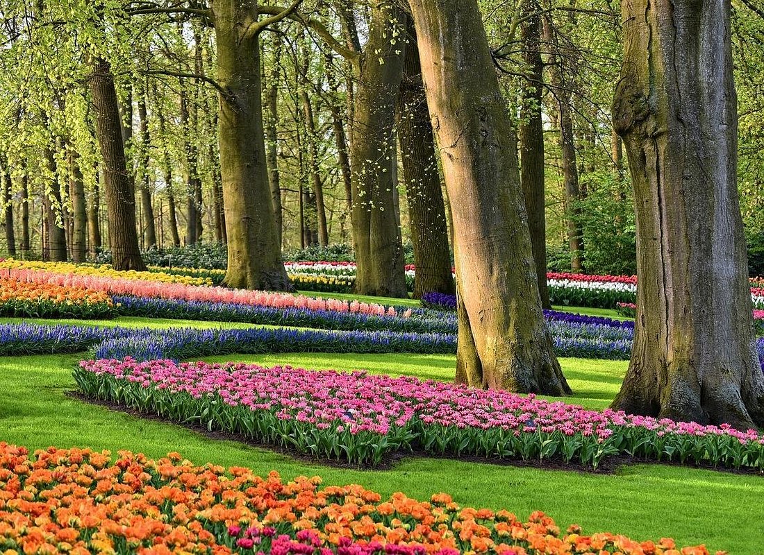 Private Tulip Fields, Windmills and Cheese Tour from Amsterdam