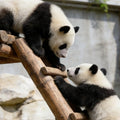 Beijing Private Tour to Temple of Heaven, Panda House and Summer Palace