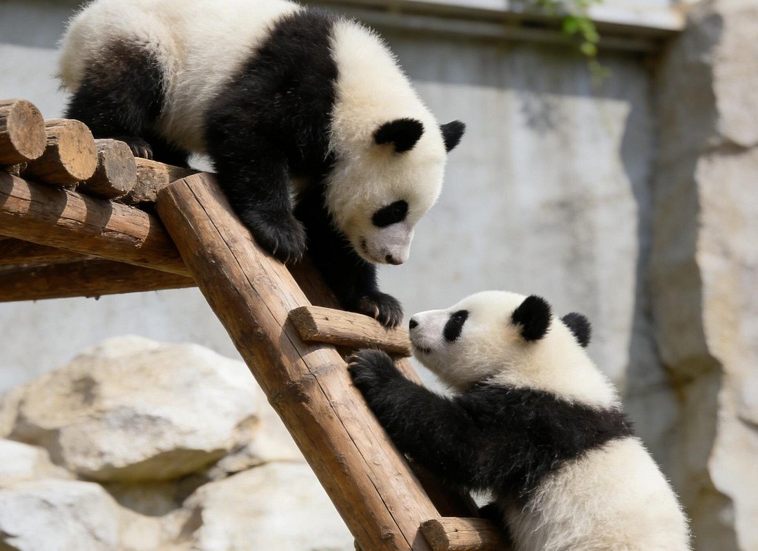 Beijing Private Tour to Temple of Heaven, Panda House and Summer Palace