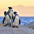 Table Mountain, Penguins Colony and Cape of Good Hope Small Group Shared Tour