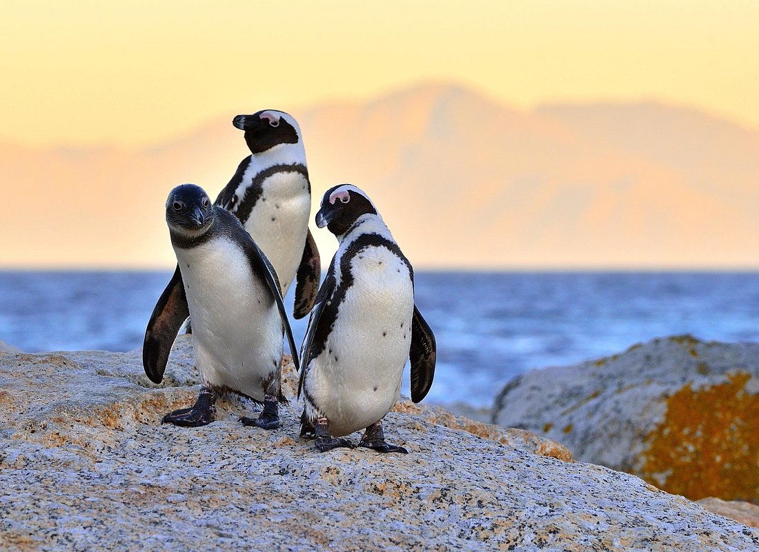 Table Mountain, Penguins Colony and Cape of Good Hope Small Group Shared Tour