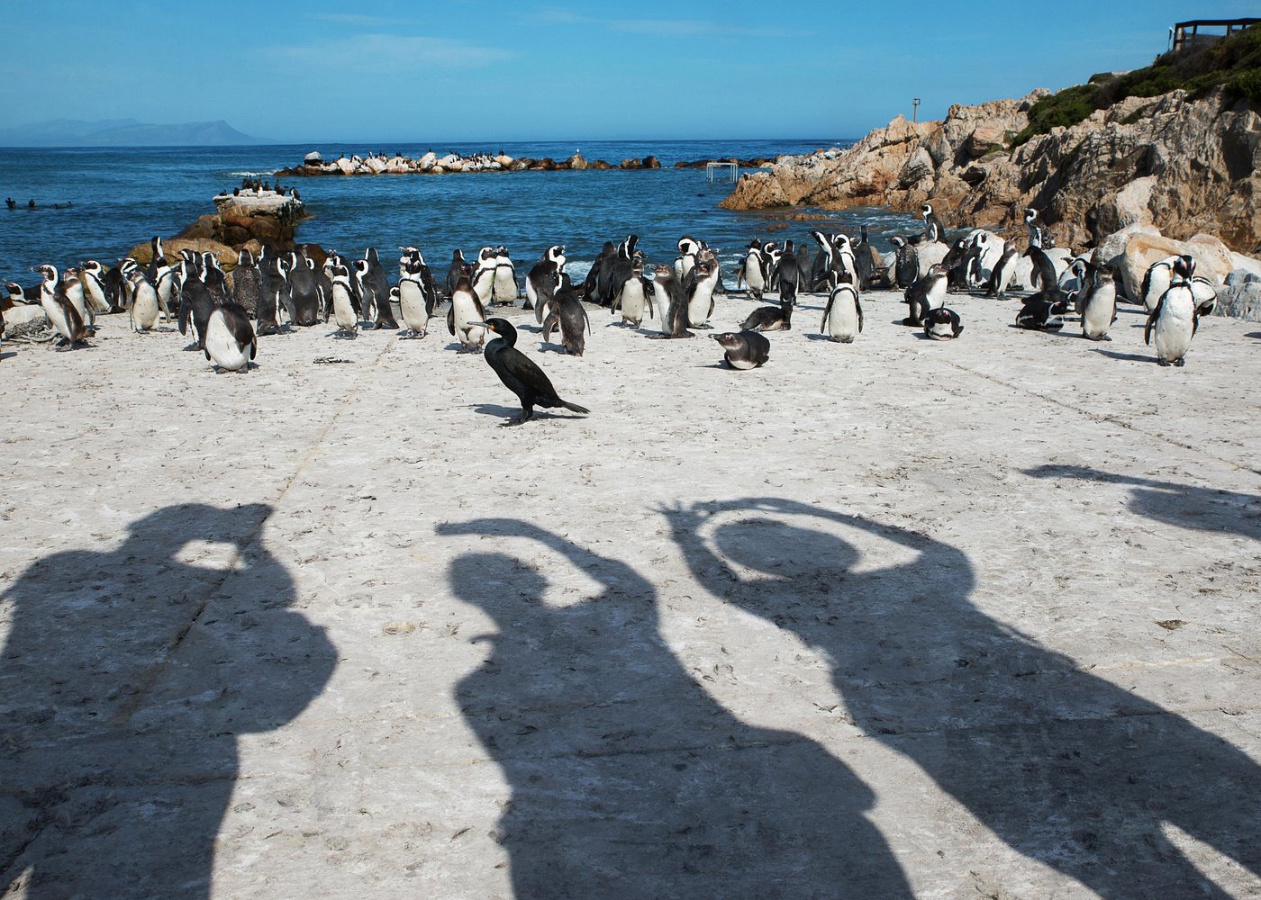 Table Mountain, Penguins Colony and Cape of Good Hope Small Group Shared Tour