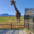 Cape Town Giraffe House, Cheetah Encounter and Wine Tasting Tour