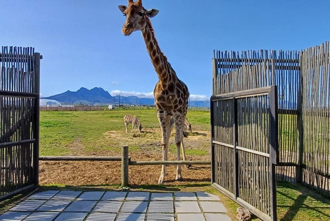 Cape Town Giraffe House, Cheetah Encounter and Wine Tasting Tour