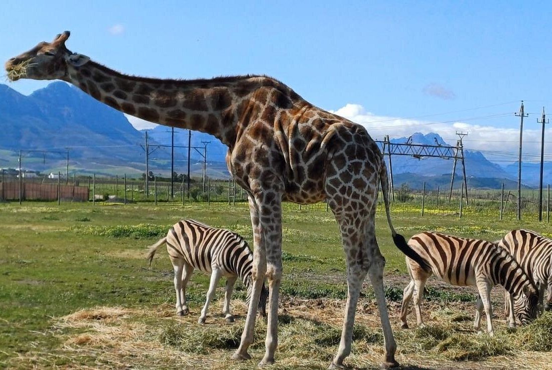 Cape Town Giraffe House, Cheetah Encounter and Wine Tasting Tour