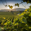From Rome: Private Day-Tour of Tuscany