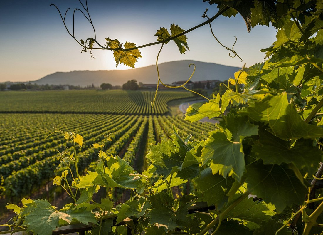 From Rome: Private Day-Tour of Tuscany
