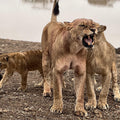Safari In Nairobi Kenya National Park Half day Tour