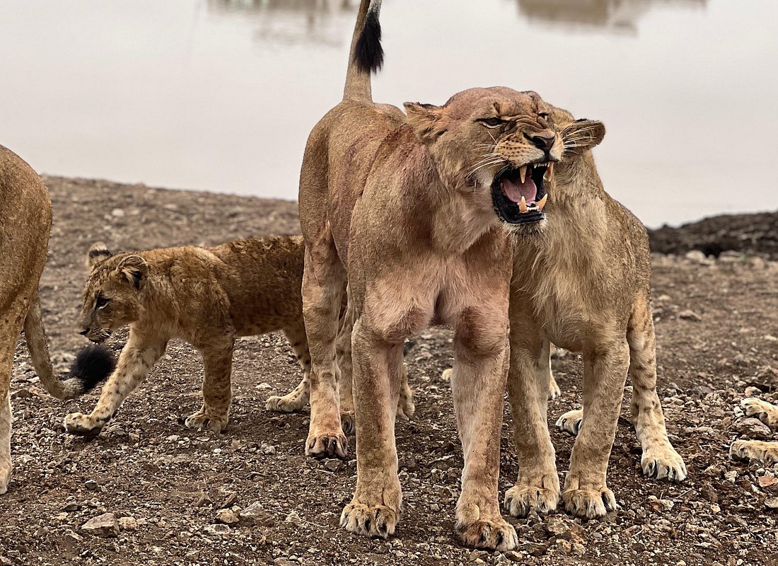 Safari In Nairobi Kenya National Park Half day Tour