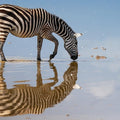 Half Day Guided Tour in Nairobi National Park With 4*4 Vehicle