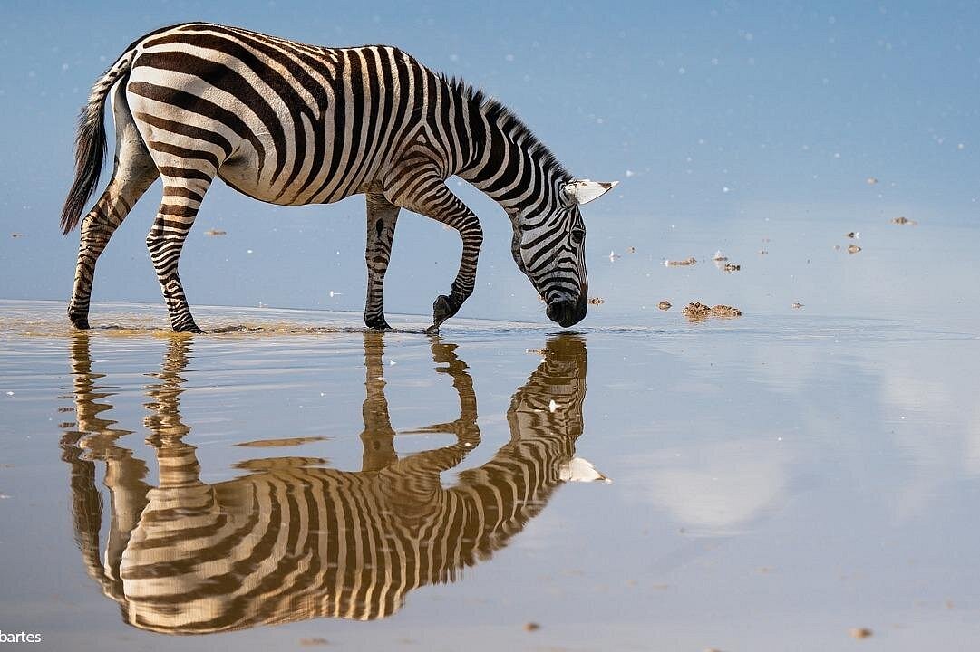 Half Day Guided Tour in Nairobi National Park With 4*4 Vehicle