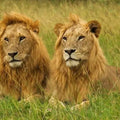 Private Safari Tour : Nairobi National Park