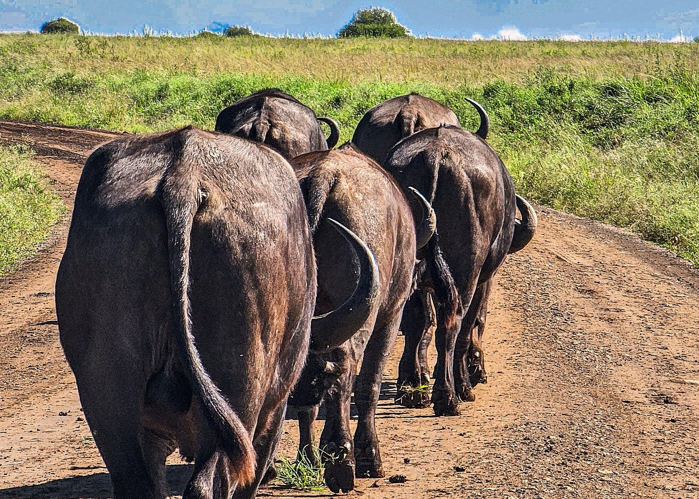 Private Safari Tour : Nairobi National Park